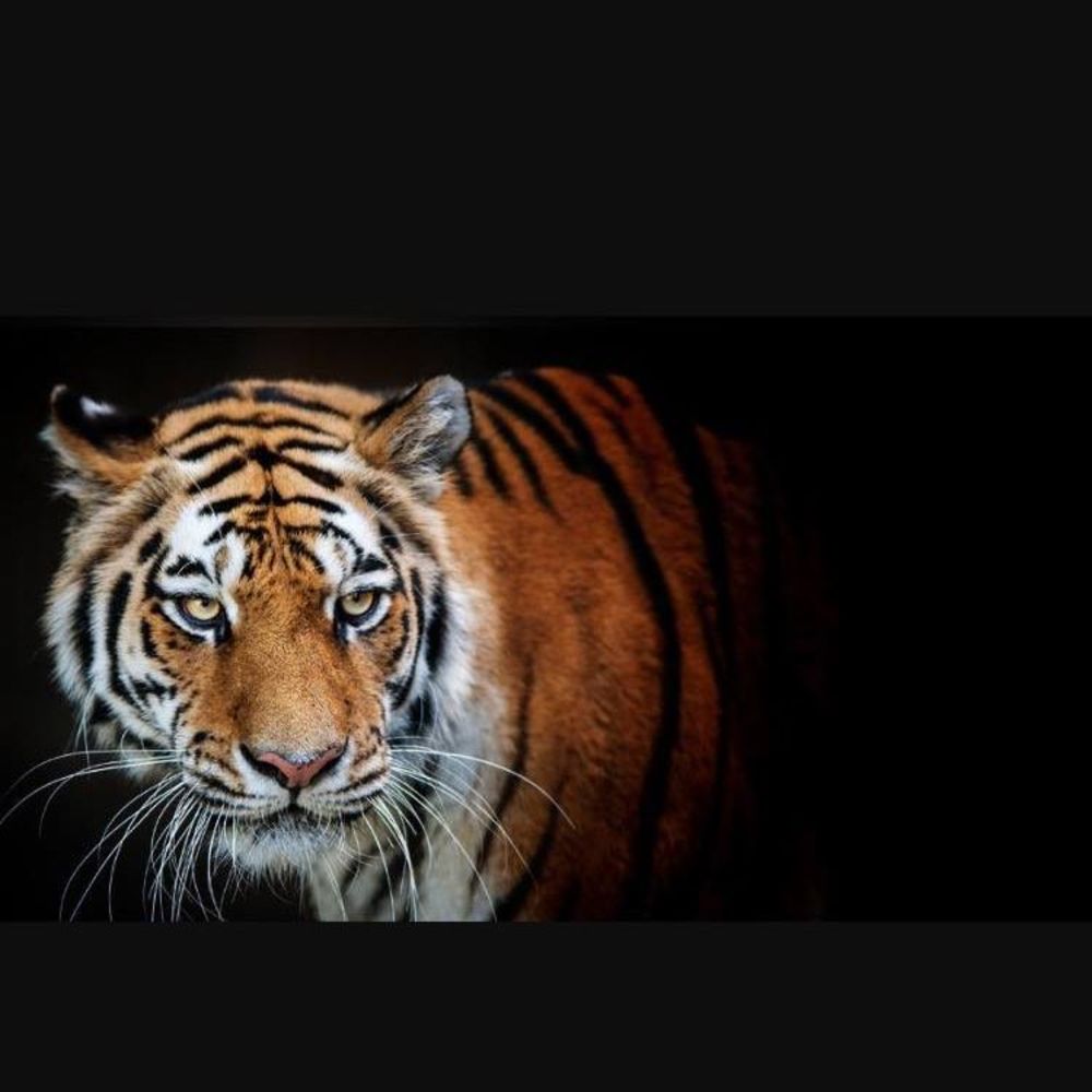 Meet your Posher, Jullion