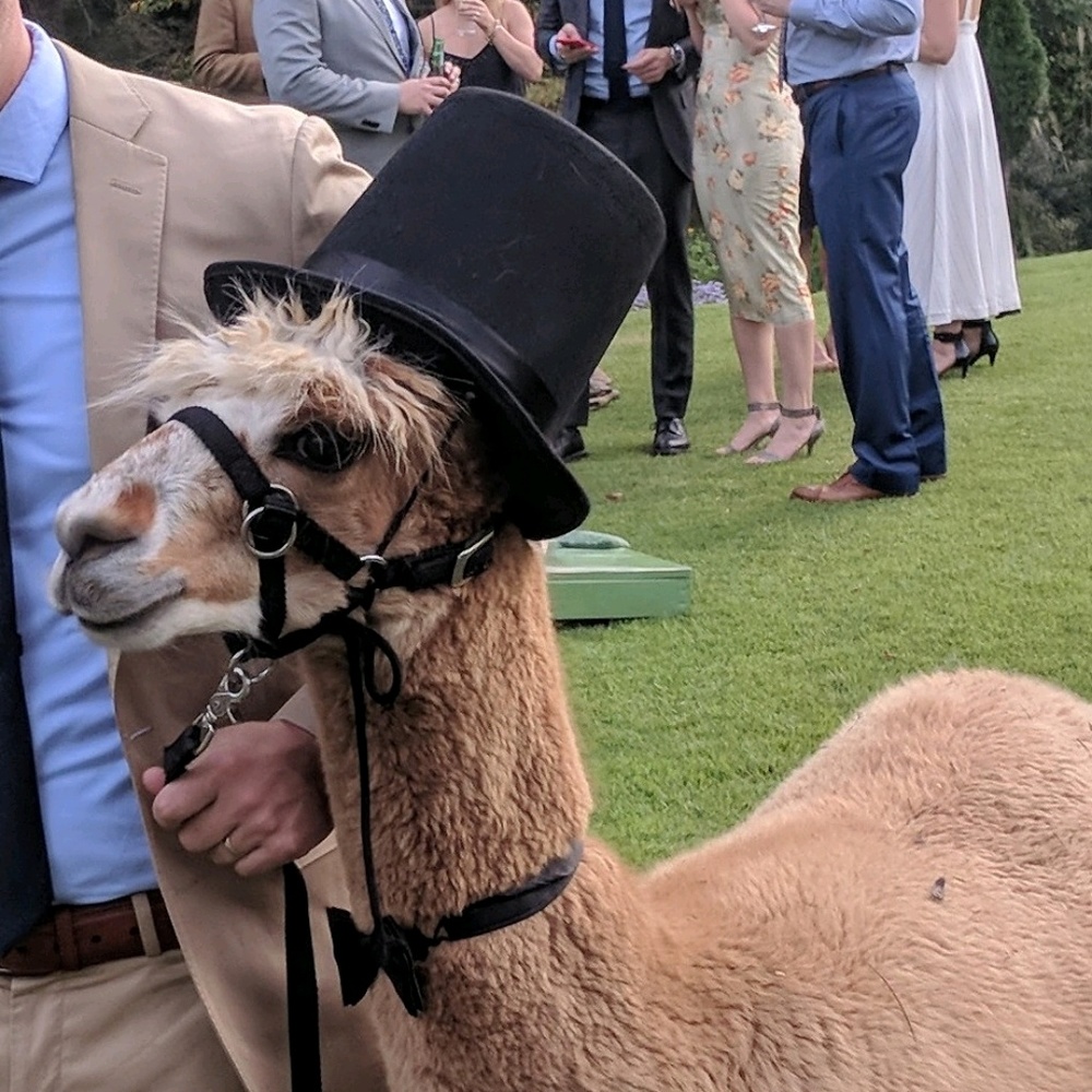 Meet your Posher, Steve