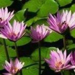 Meet your Posher, Trina