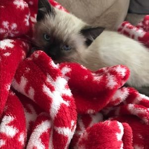 Meet your Posher, Kim