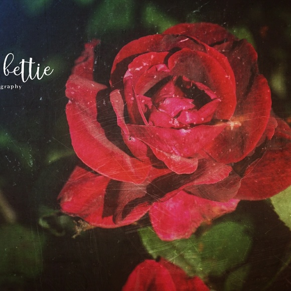 Meet your Posher, Kim - Picture 2 of 7