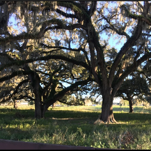 Meet your Posher, Alexa - Picture 1 of 1