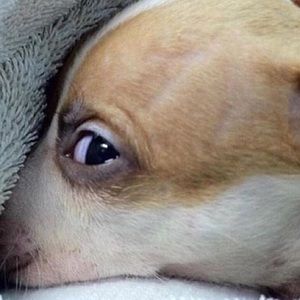 Meet your Posher, Bajrame