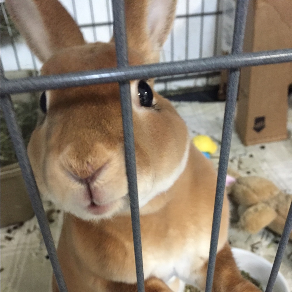 💗Adopt a Rescue Bunny! 🐰🐰 They make great pets!
