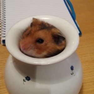 Meet your Posher, Stacey