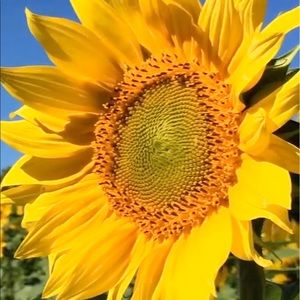 Meet your Posher, Edison