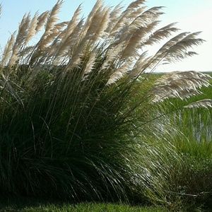 Meet your Posher, Terry