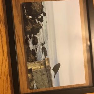 Photography “bird by the ocean”