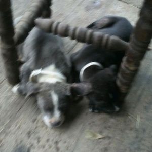 Meet your Posher, Deandre