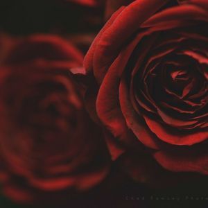 Meet your Posher, Adriana