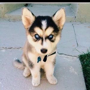 Meet your Posher, Nick