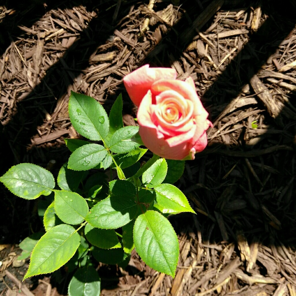 Meet your Posher, Faith