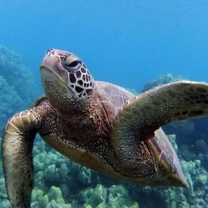 Meet your Posher, Syd