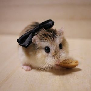 Meet your Posher, Savanna