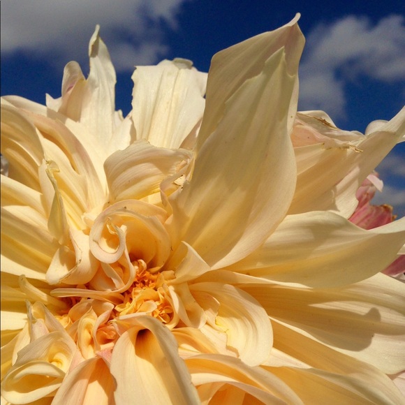 Meet your Posher, Lucia - Picture 1 of 1