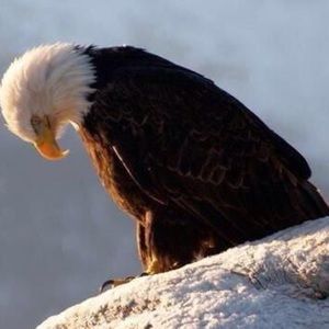 Meet your Posher, Raul