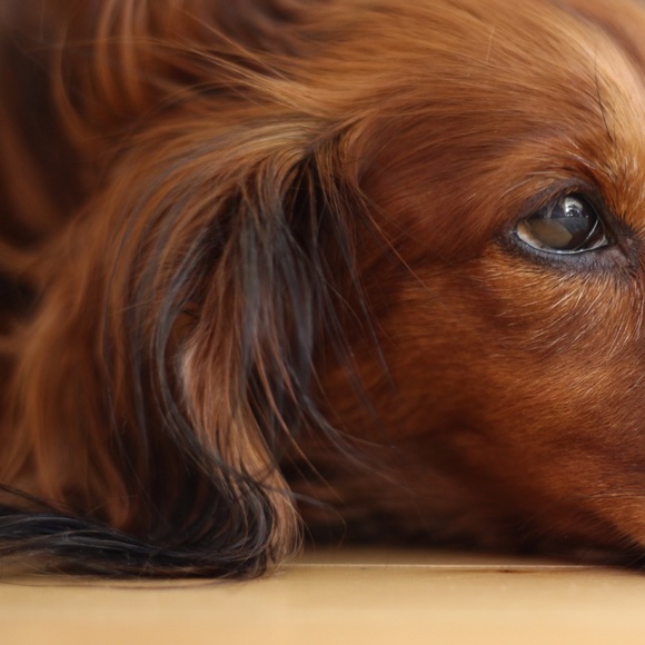 Meet your Posher, Chanel - Picture 1 of 1