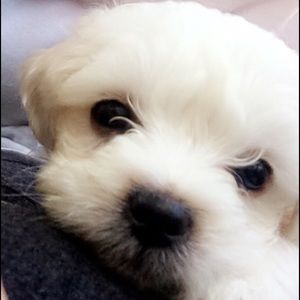 Meet your Posher, Diana