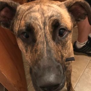 Meet your Posher, Ananda