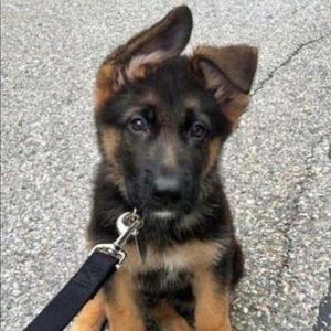 Meet your Posher, Aidan