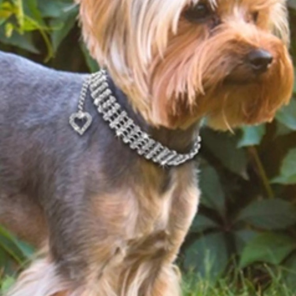 Dog or cat necklace