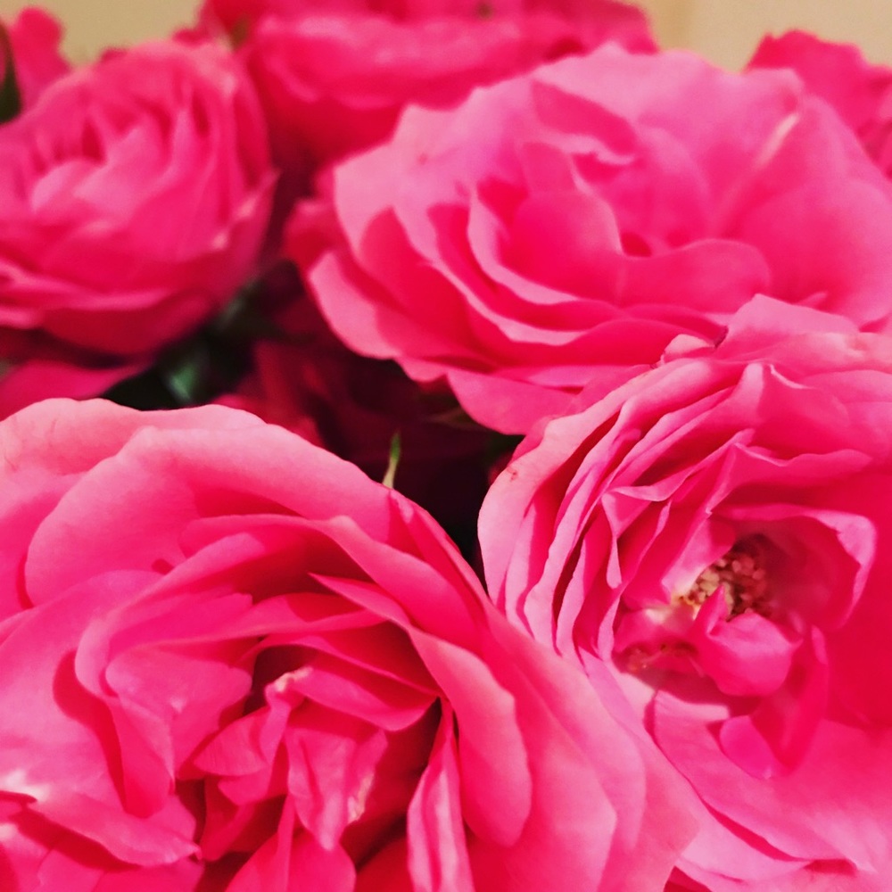 Meet your Posher, Anne