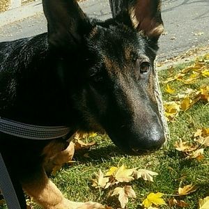 Meet your Posher, Filly