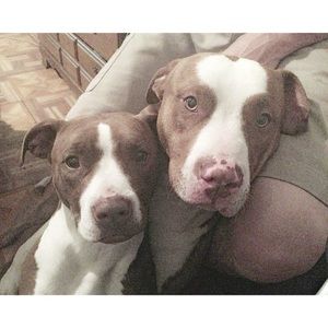 Meet your Posher, Davy