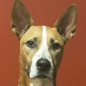 Meet your Posher, Pablo