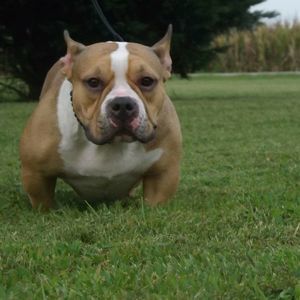 Meet your Posher, Cara