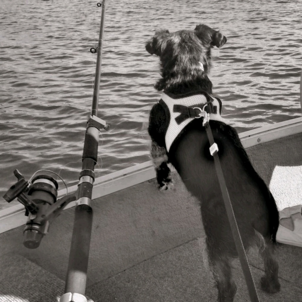 Meet your Posher, Laura