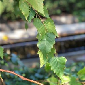 Meet your Posher, Abbey