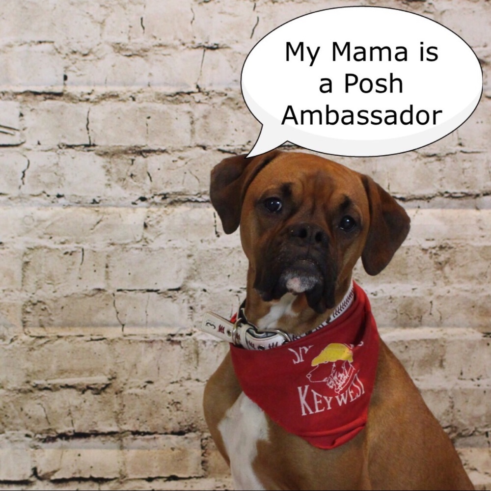 I’m a Posh Ambassador