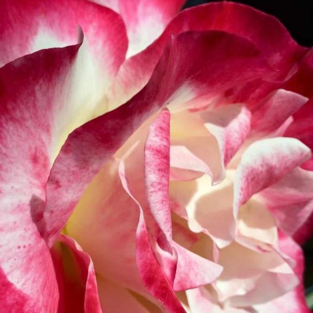 Meet your Posher, Rosa