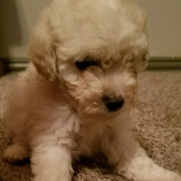 Meet your Posher, Cristela - Picture 1 of 1