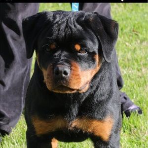 Meet your Posher, Kente