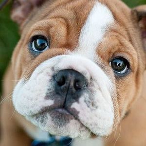 Meet your Posher, Brooks