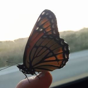 Meet your Posher, Morgan