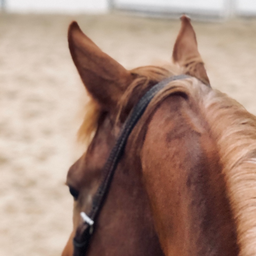 Meet your Posher, Erika