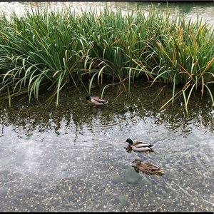 Meet your Posher, Shane