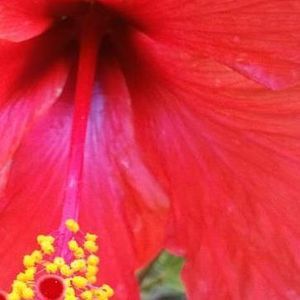 Meet your Posher, Maxine