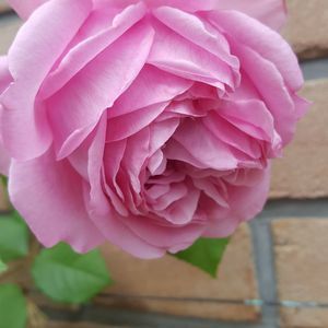 Meet your Posher, Fumié