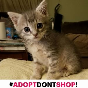 Meet your Posher, Joyce