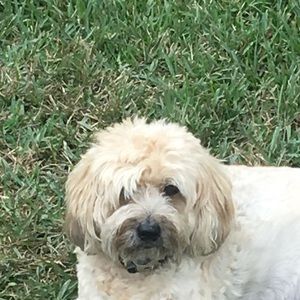 Meet your Posher, Luke