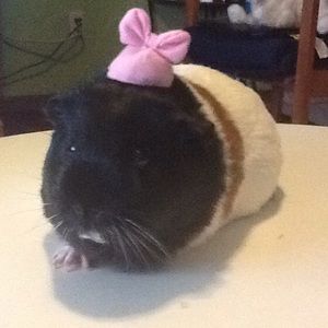 Meet your Posher, Abril