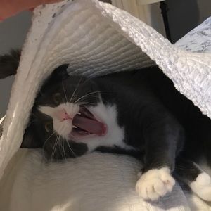 Meet your Posher, Lotte