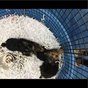 Meet your Posher, Kenya