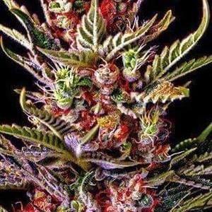 Meet your Posher, Troy