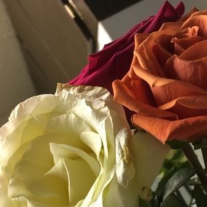 Meet your Posher, Eva