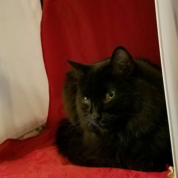 MEET MY POSH BUDDY BABY GIRL & RAVEN& COOKIE TIGGER MIDNIGHT - Picture 2 of 13